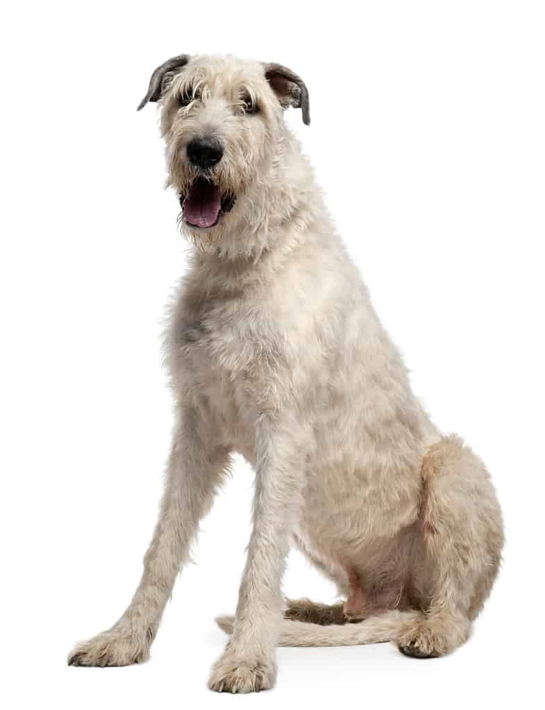 Irish Wolfhound, 4 anni, seduto davanti a uno sfondo bianco