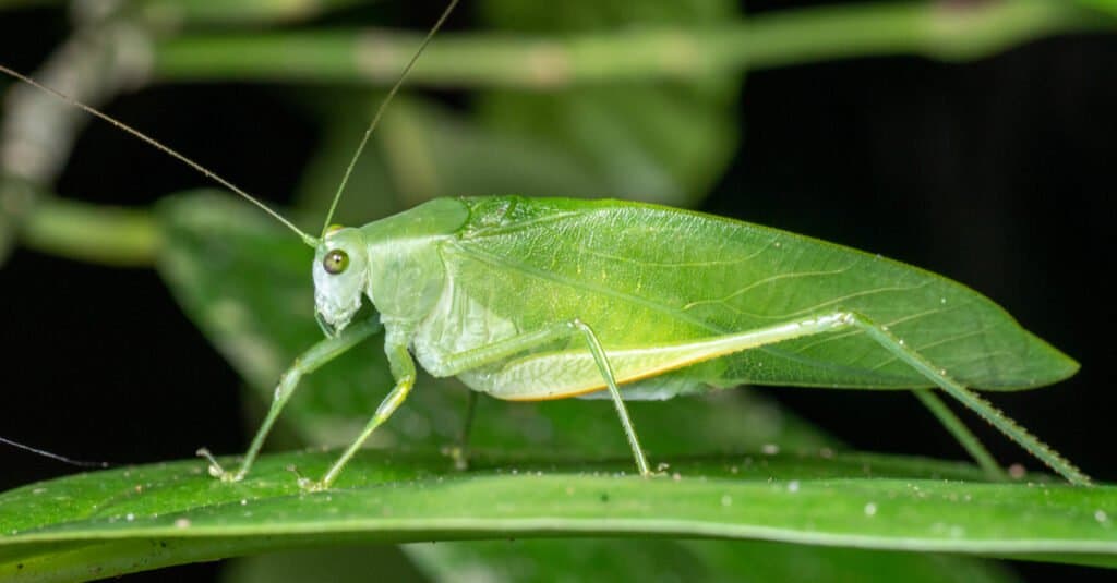 Animali mimetici: 10 animali che usano la mimica per sopravvivere
