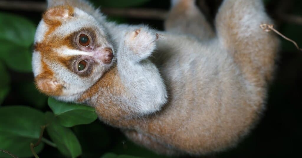Animali più lenti: Loris lento