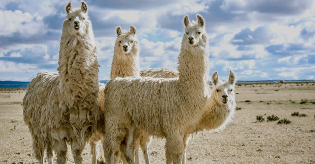 I 10 animali più innocui del mondo
