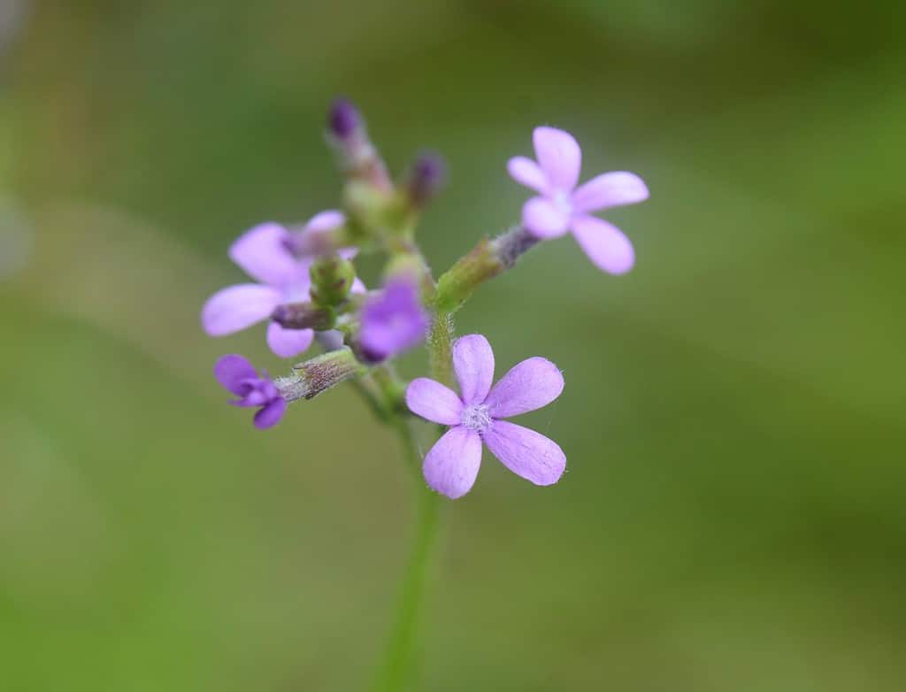 Un'immagine macro con messa a fuoco selettiva di un piccolo gruppo di piccoli Bluehearts americani, Buchnera americana, fiori selvatici, una specie nativa della Louisiana.