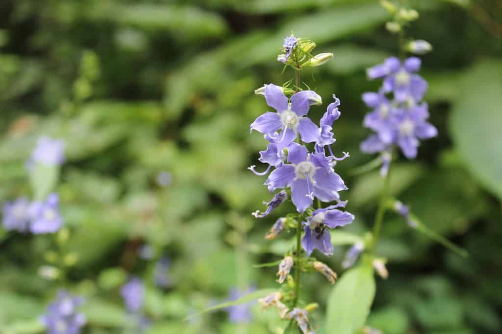 Il fiore selvatico viola a cinque petali, la campanula alta (campanula americana), cresce nella radura di una foresta della metà occidentale degli Stati Uniti d'America.