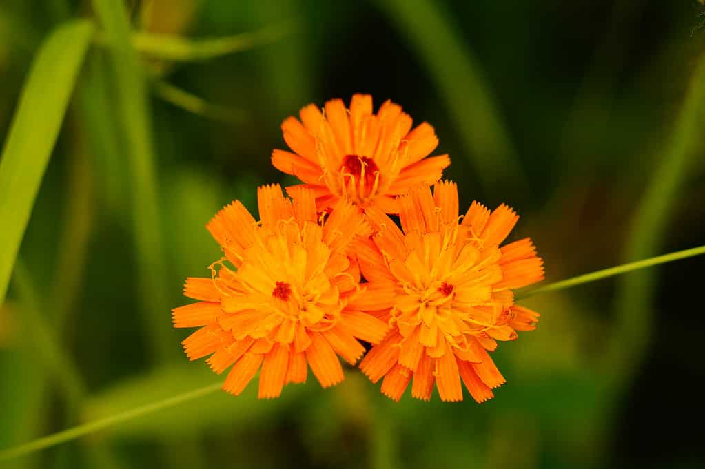 Fiore della pilosella arancione
