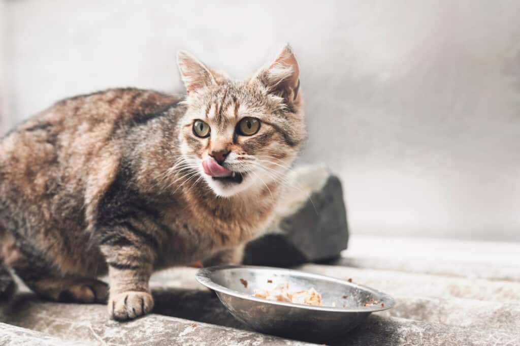 cibo per gatti per malattie renali