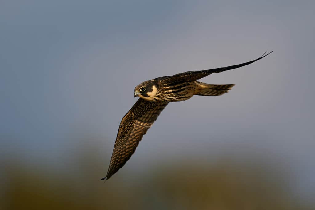 Hobby eurasiatico