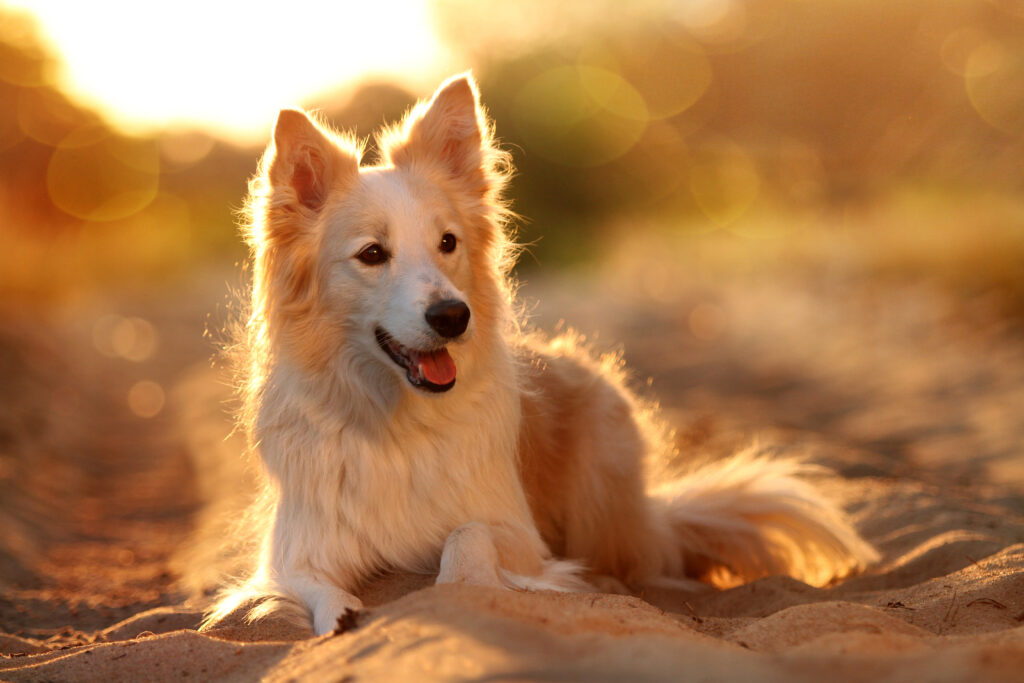 collie di confine dorato