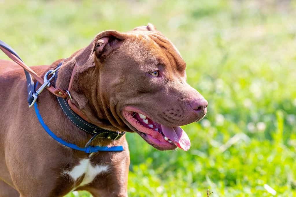 American Pit Bull Terrier, ritratto ravvicinato di cane aggressivo di profilo su sfondo sfocato