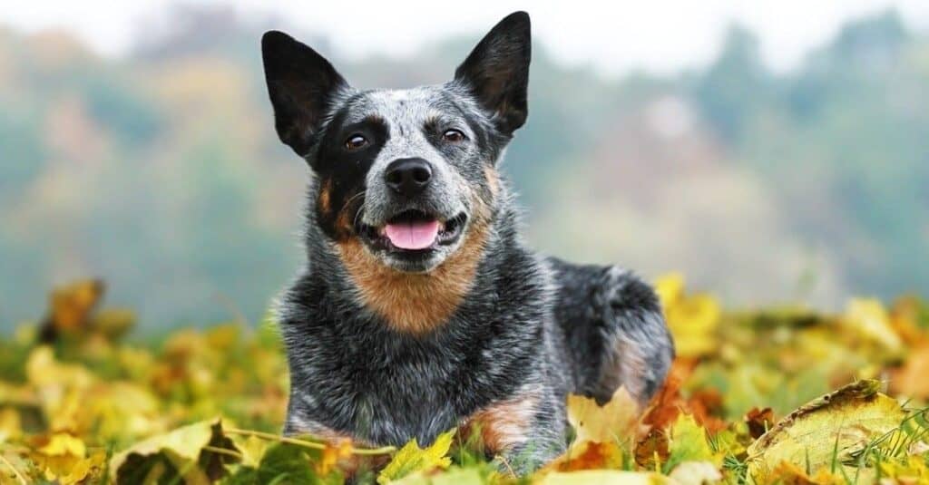 Cane australiano del bestiame che risiede in foglie