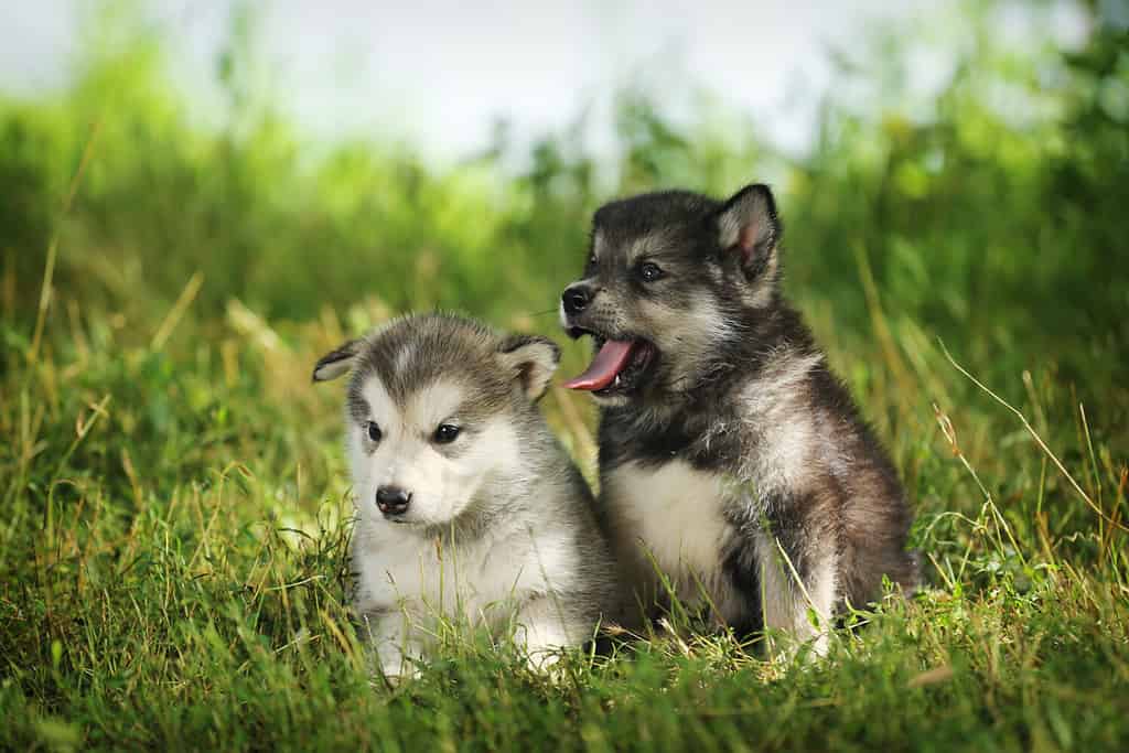 Cuccioli Malamute manto colore agouti e bianco-grigio.
