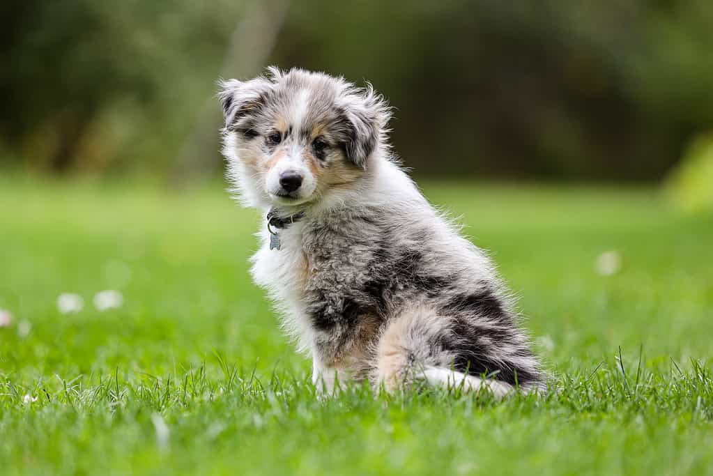 Piccolo bellissimo cucciolo sheltie di cane pastore shetland blu merle seduto sull'erba del giardino.