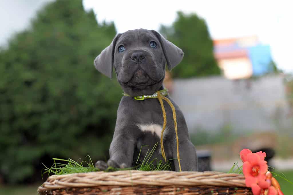 Ritratto di un dolce cucciolo di mastino italiano grigio argento con bellissimi occhi azzurri