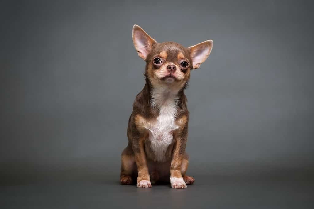 cucciolo della chihuahua su una foto dello studio del fondo grigio