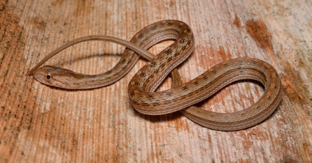 Perché i serpenti mangiano se stessi?
