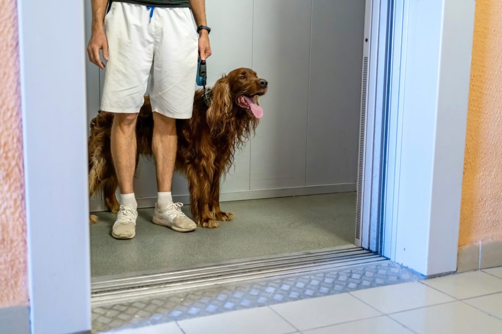 Il cane con il proprietario nell'ascensore classico