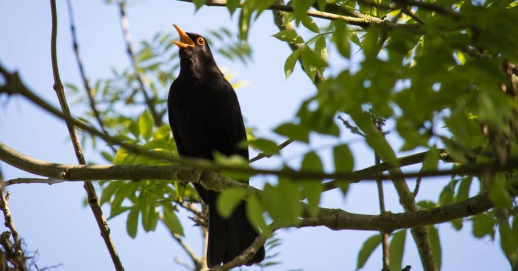 Questa immagine ha l'attributo alt vuoto;  il nome del file è blackbird-1024x535.jpg