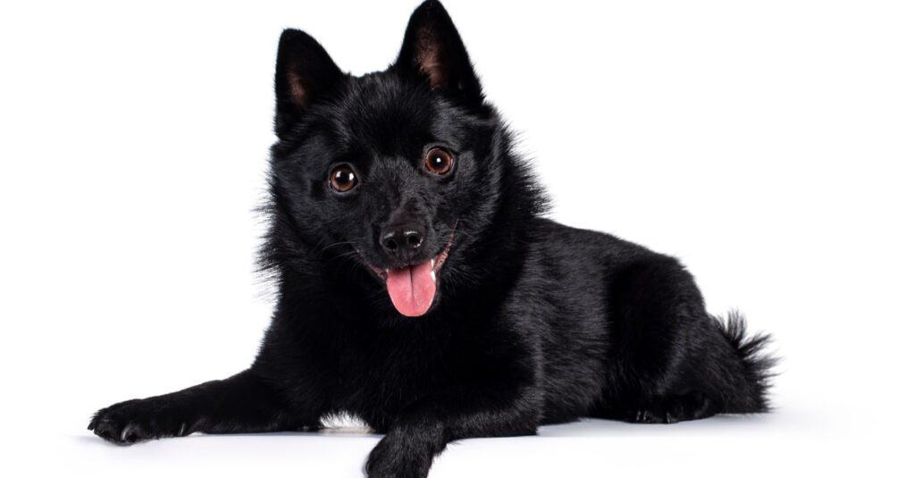 Schipperke isolato su uno sfondo bianco.