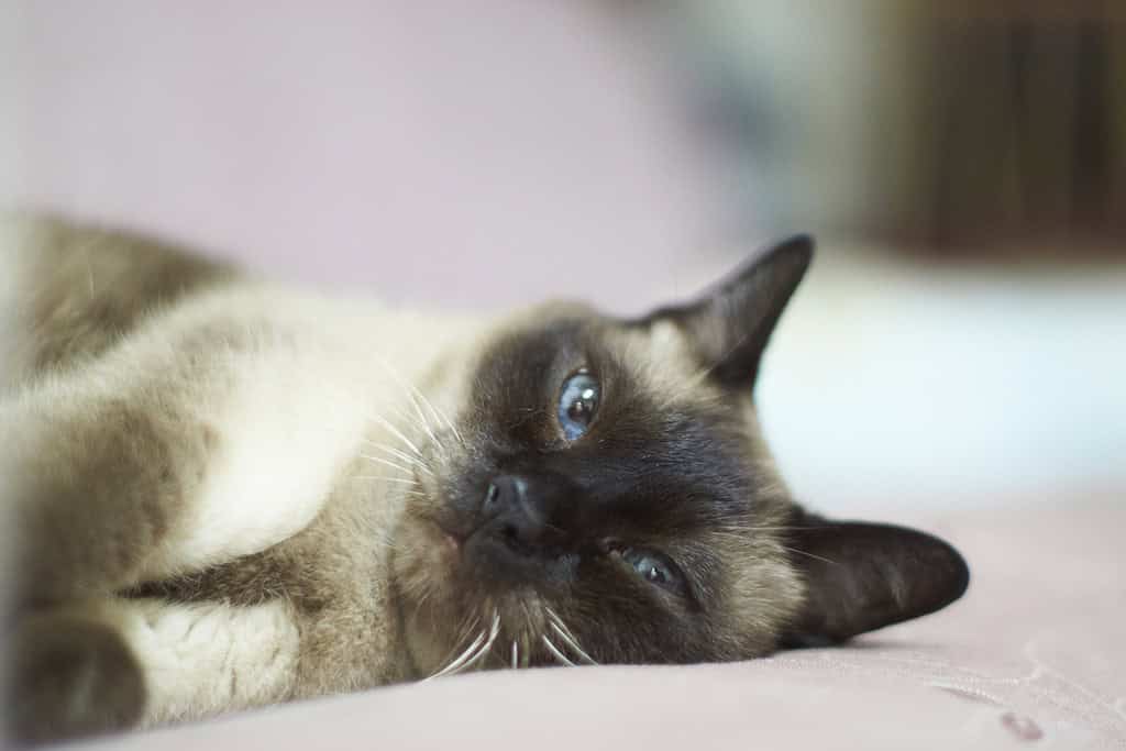 Gatto tailandese Wichien Maat