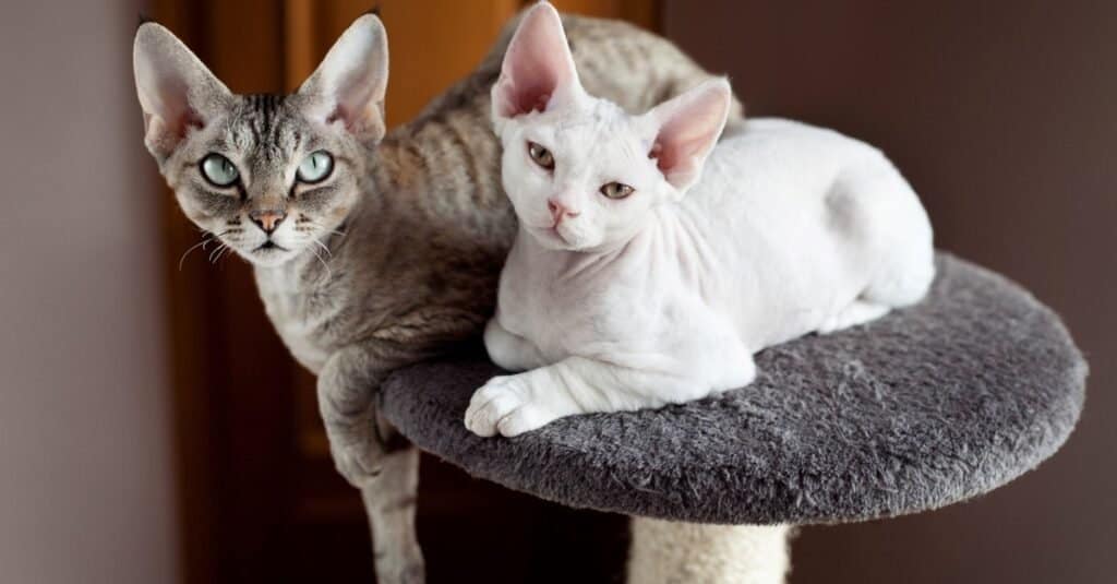 I gatti più brutti: Devon Rex