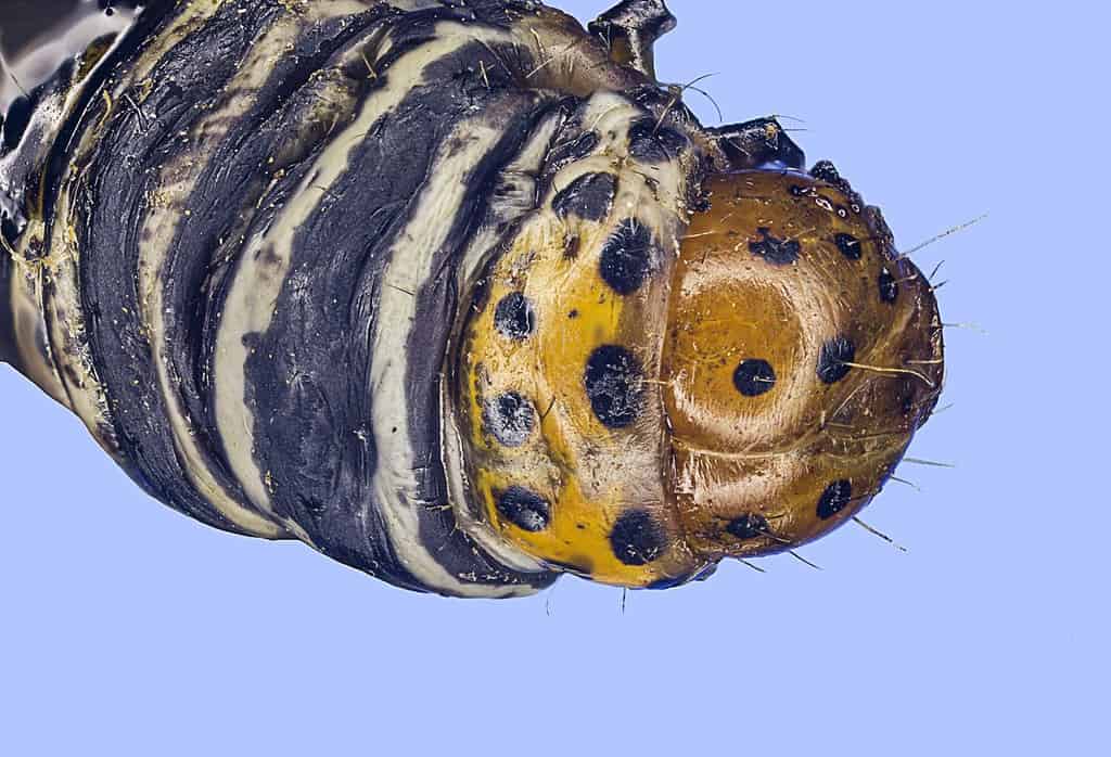 Insetto bruco bruco verme macro estremo (Papaipema nebri)