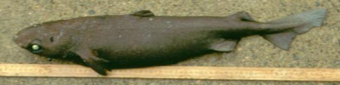 Squalo portoghese (Centroscymnus coelolepis)