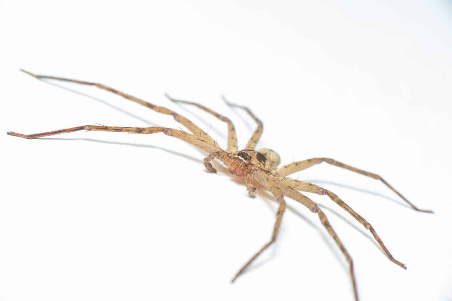 Il ragno cacciatore pantropicale, il ragno granchio gigante e il ragno di canna (Sparassidae, Heteropoda venatoria) rimangono fermi sulla parte superiore o sullo sfondo della superficie bianca, strisciando e aspettando