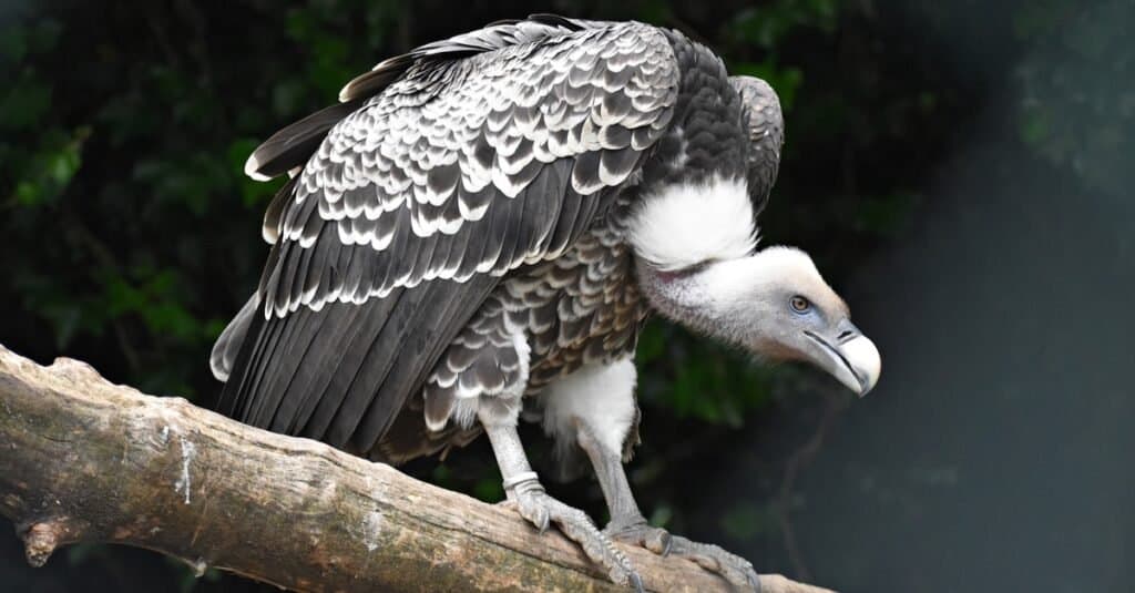 Il grifone più alto degli uccelli volanti-Ruppells