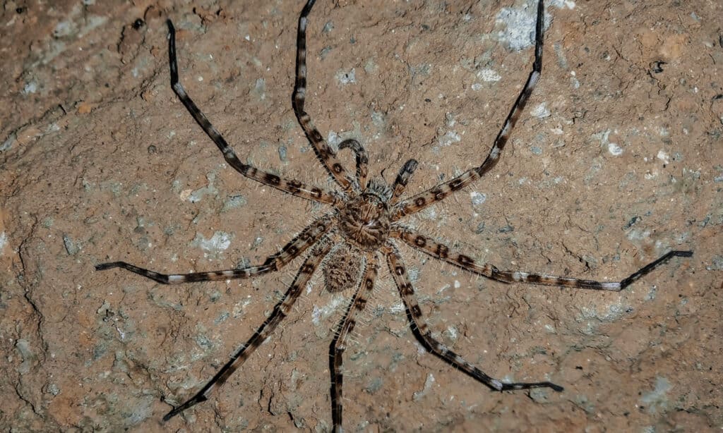 Ragno cacciatore gigante