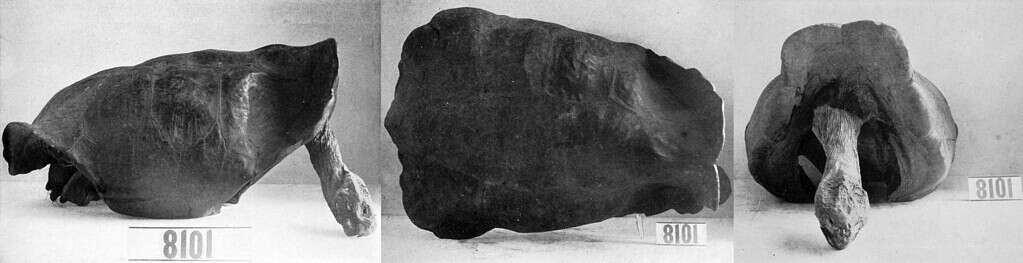 Isola Fernandina Galapagos