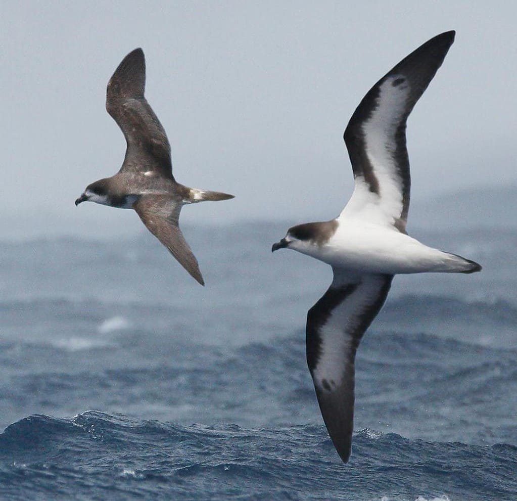 Petrel delle Bermuda