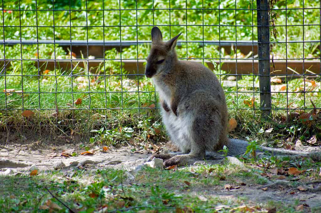 Wallaroo femminile seduto vicino al recinto nello zoo