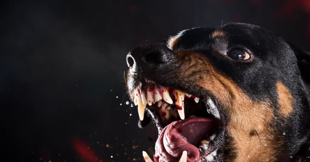 Questo Rottweiler è una forza da non sottovalutare