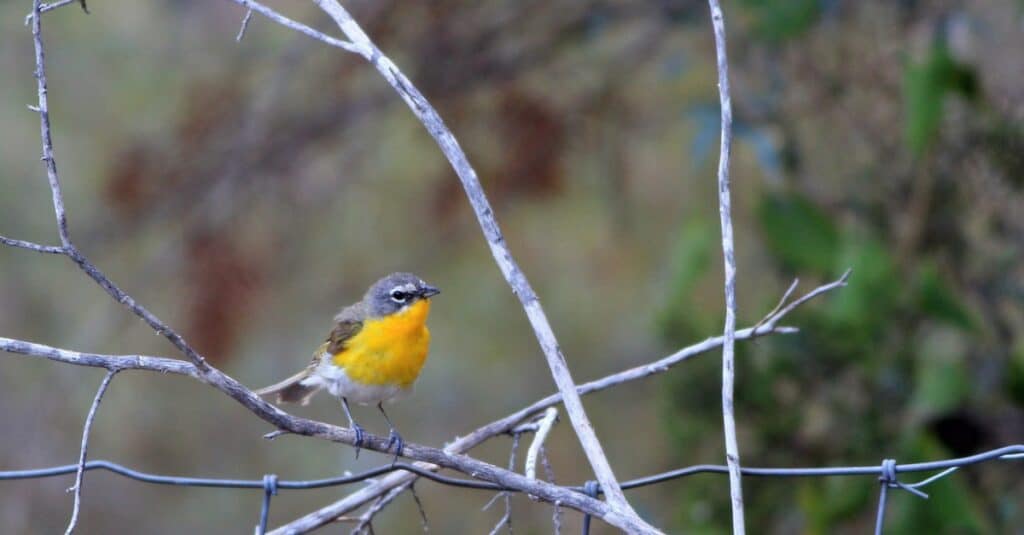 Uccelli dal petto giallo: Chat dal petto giallo