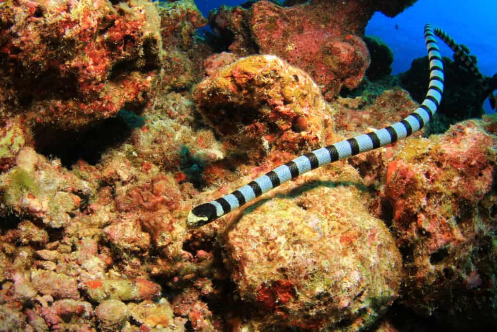 Krait del serpente di mare fasciato