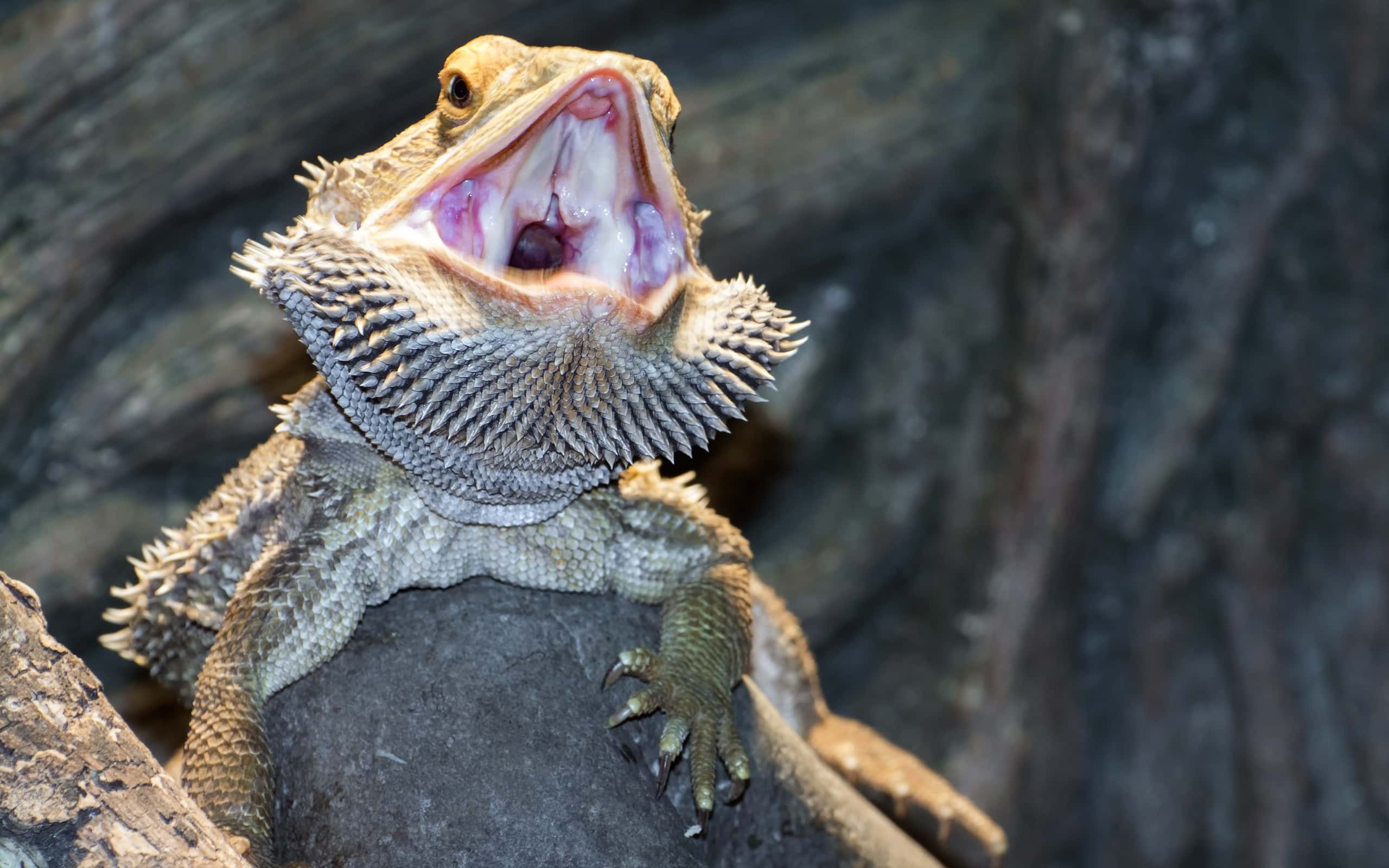 Pogona vitticeps (Pogona vitticeps)
