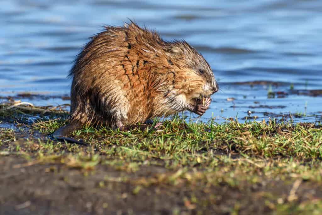 Scopri 8 animali che assomigliano ai castori (ma non lo sono!)
