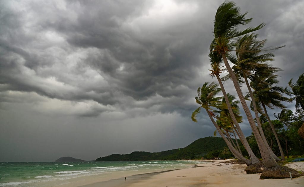 Palma all'uragano. Spiaggia della stella, isola di Phu Quoc, Vietnam