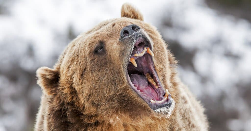 Orso grizzly