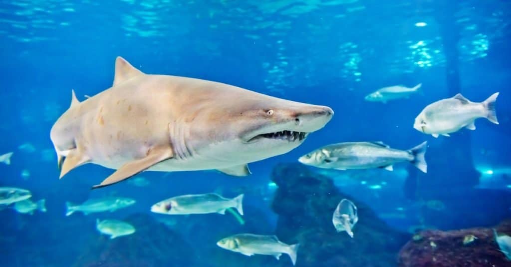 Uno squalo tigre della sabbia (Carcharias taurus) nuota con altri pesci in un acquario.
