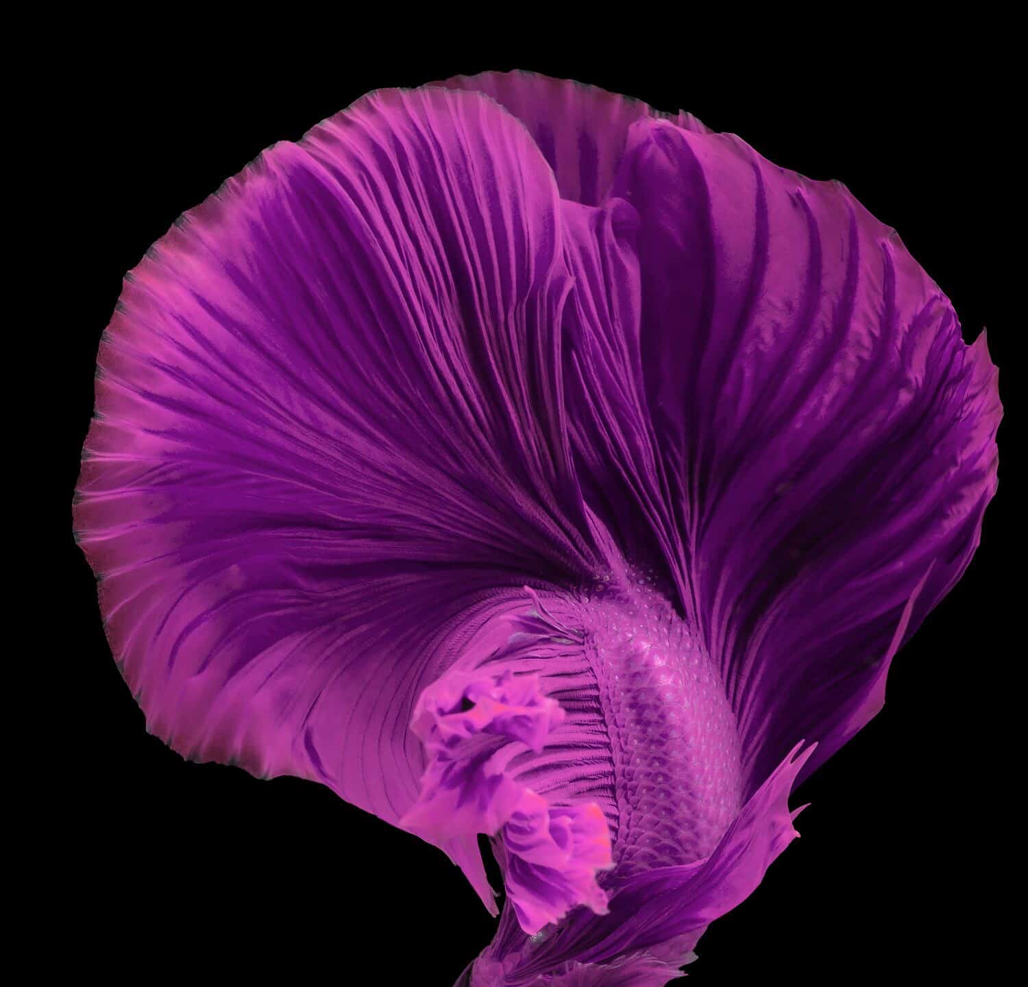 Splendido movimento del pesce Betta rosa viola, il Betta Halfmoon Fancy, il meraviglioso momento commovente del pesce combattente siamese, Betta splendens, il ritmo del pesce Betta isolato su sfondo nero.