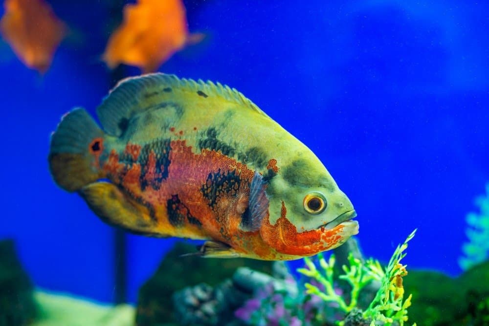 Un Oscar che nuota in un acquario