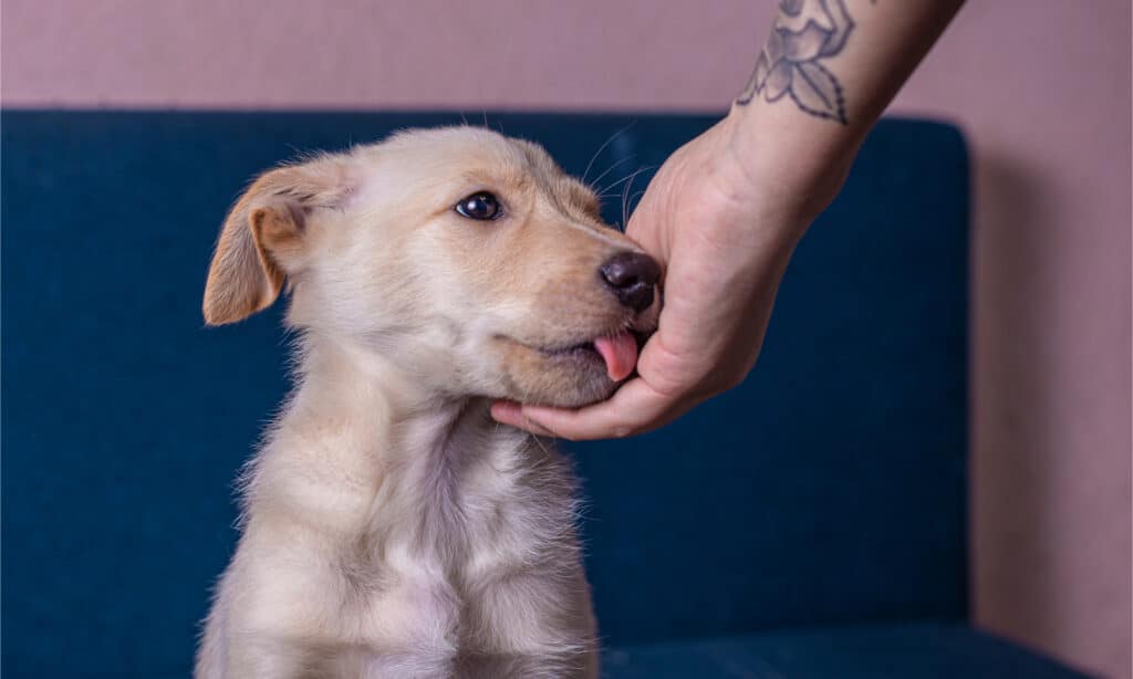 Cucciolo che lecca la mano del proprietario