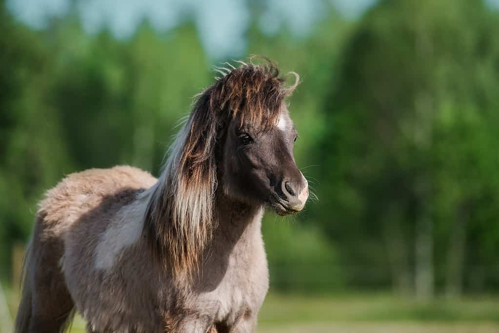 Ritratto di giovane pony Shetland in estate, color fungo