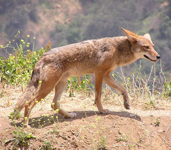 coyote che reagisce a un odore sgradevole