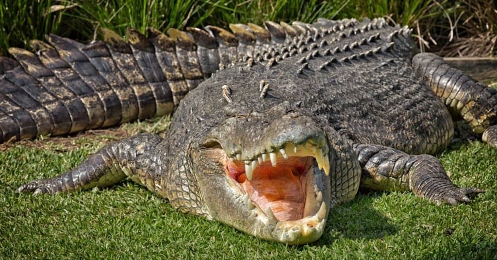 Animali più pesanti: coccodrillo d'acqua salata