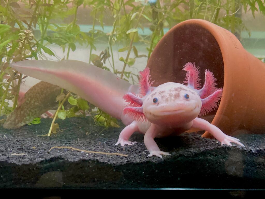 Axolotl leucistico maculato, ritratto a figura intera frontale con coda visibile. L'axolotl è color carne con grandi occhi neri rotondi. Ha una lunga coda. Ha tre appendici rosa-arancio su ogni lato della testa.