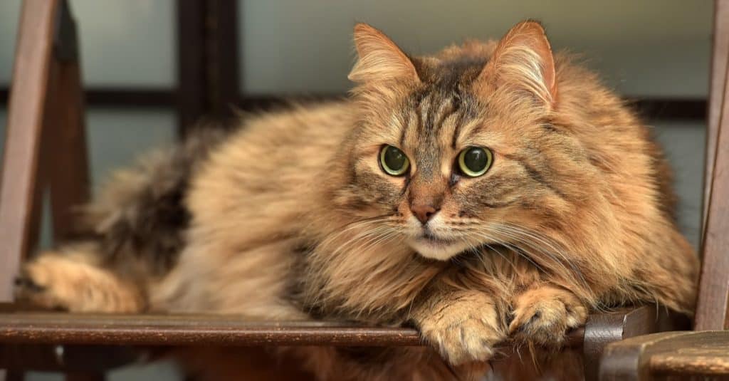 Bellissimo gatto norvegese della foresta marrone e soffice sdraiato su una sedia.