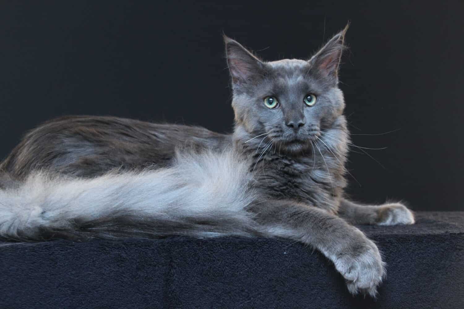 fumo blu maschio Maine Coon