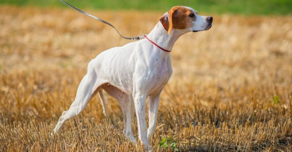 Tipi di cani da ferma
