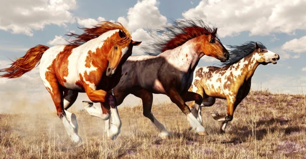 I 9 cavalli più veloci
