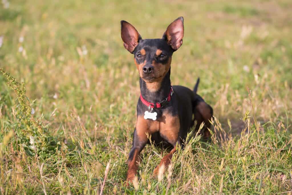 Pinscher nano posa sull'erba